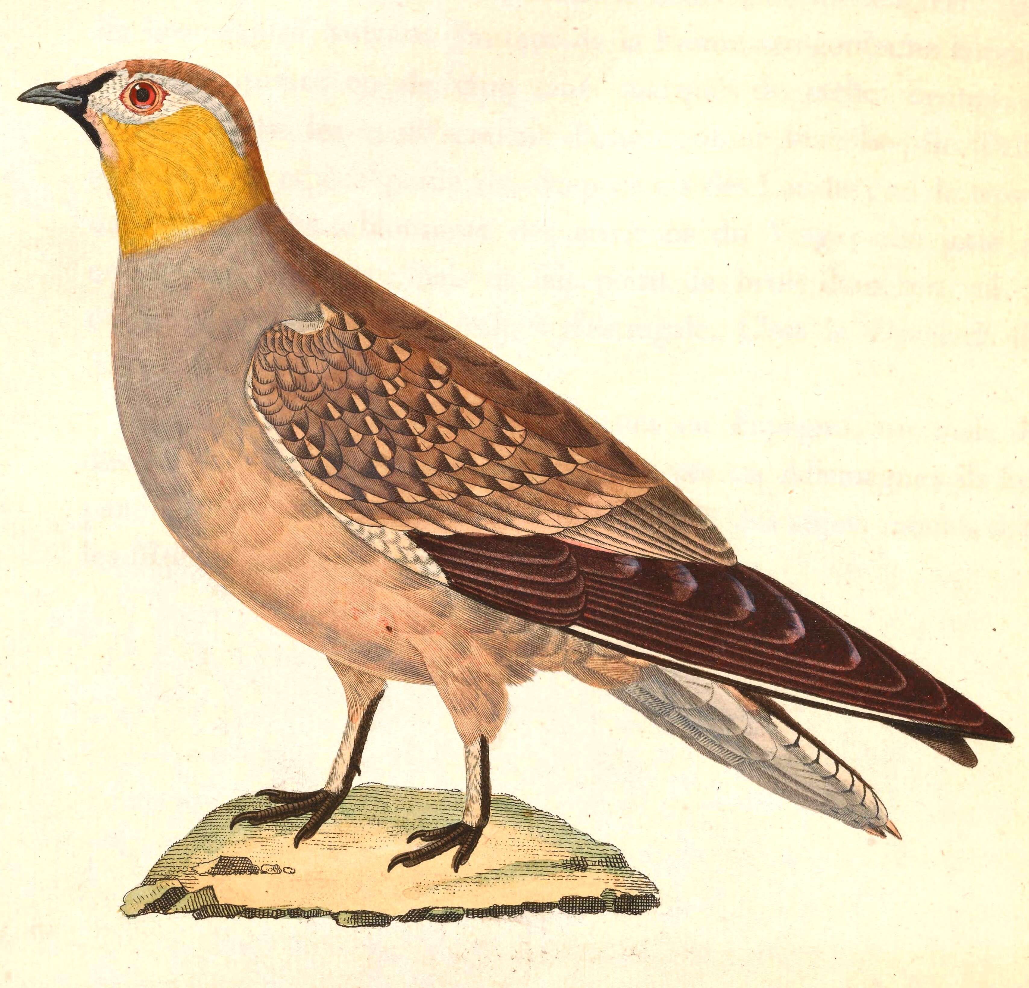 Image of Pterocles Temminck 1815