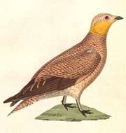 Image of Pterocles Temminck 1815