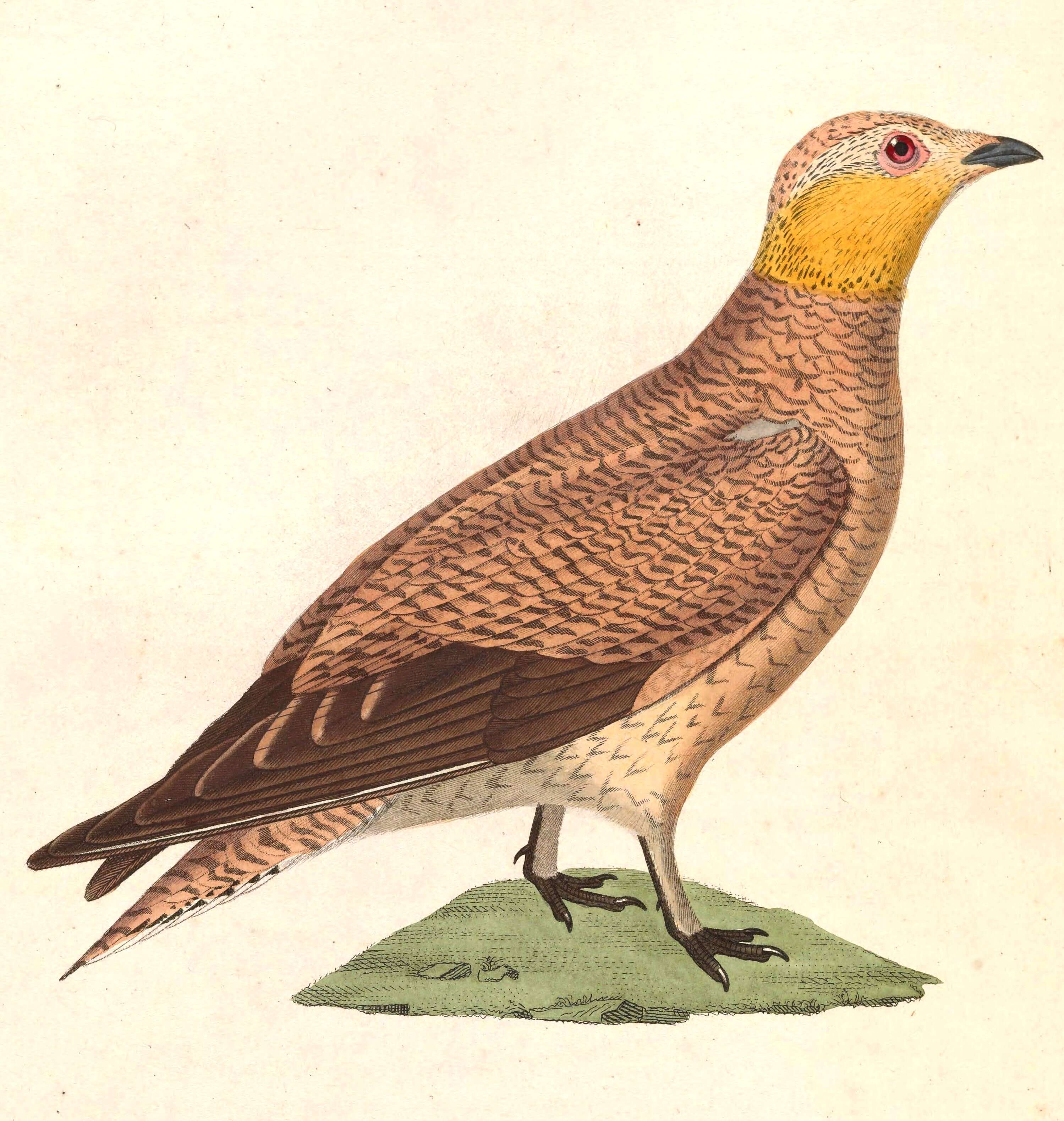 Image of Pterocles Temminck 1815