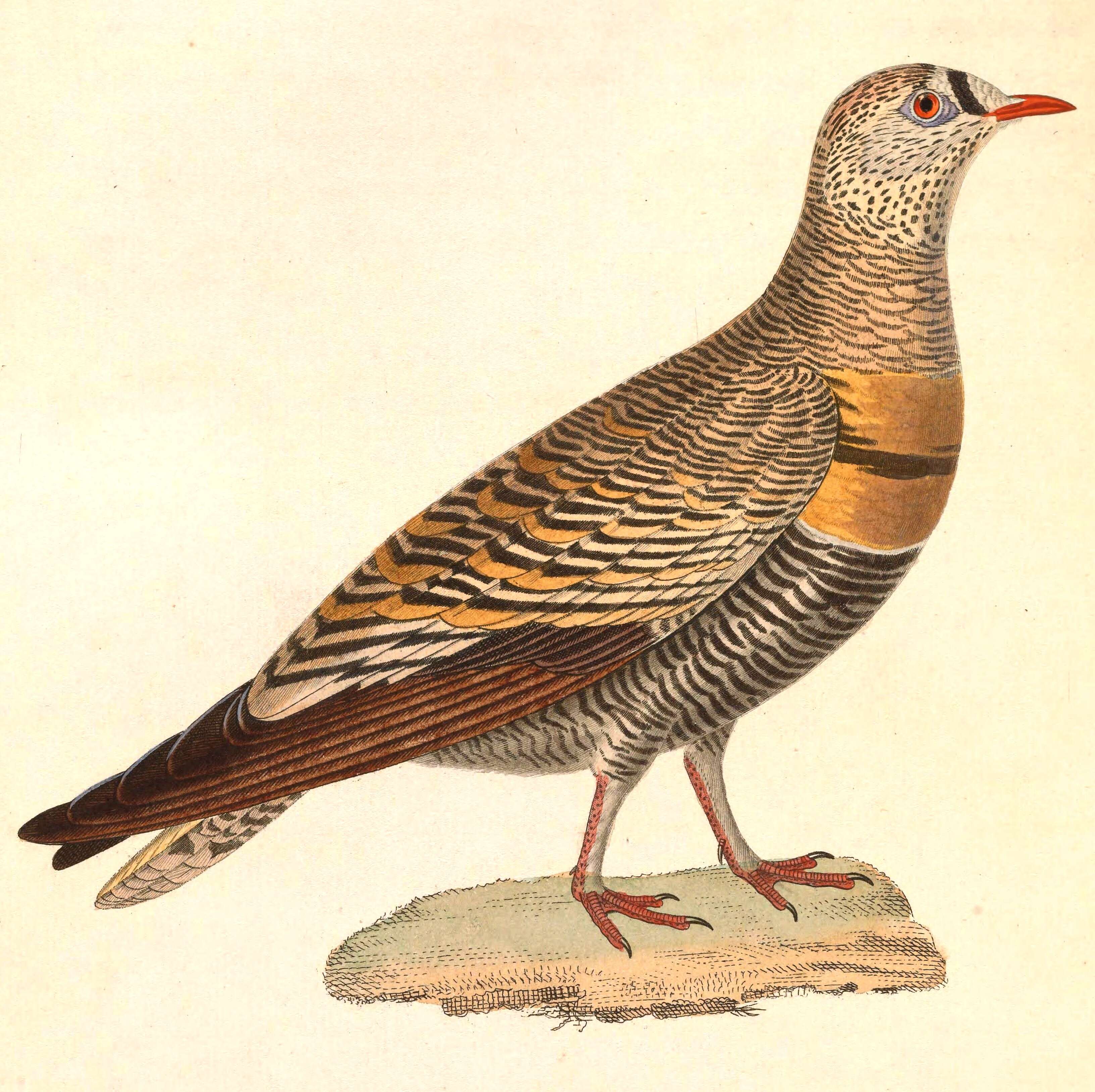 Image of Pterocles Temminck 1815