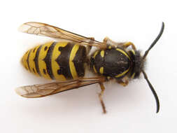 Image of Common wasp