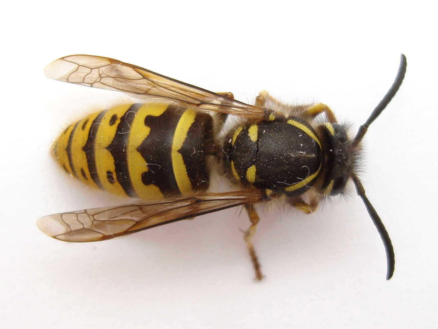 Image of Common wasp