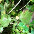 Image of sawtooth hawthorn