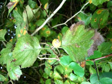 Image de Crataegus mollis var. viburnifolia (Sarg.) Lance