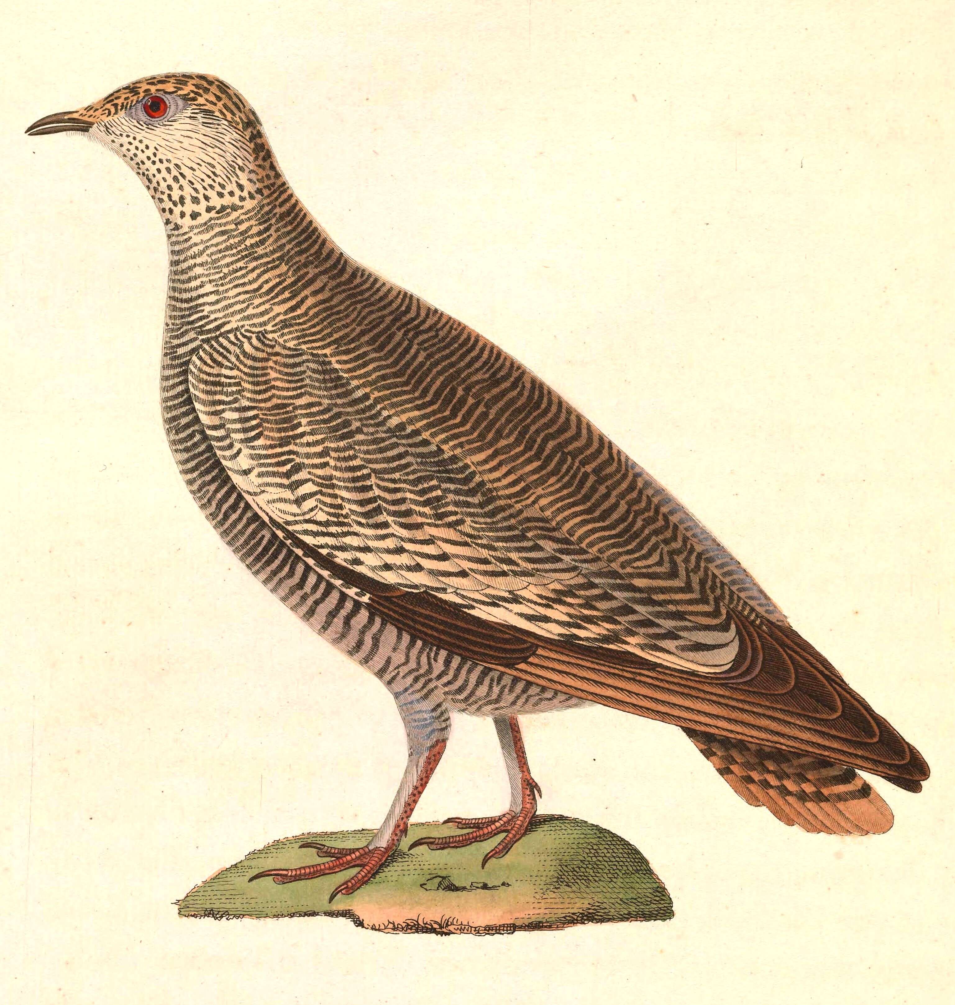 Image of Pterocles Temminck 1815