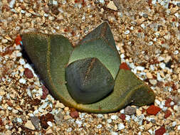 Plancia ëd Pleiospilos bolusii (Hook. fil.) N. E. Br.