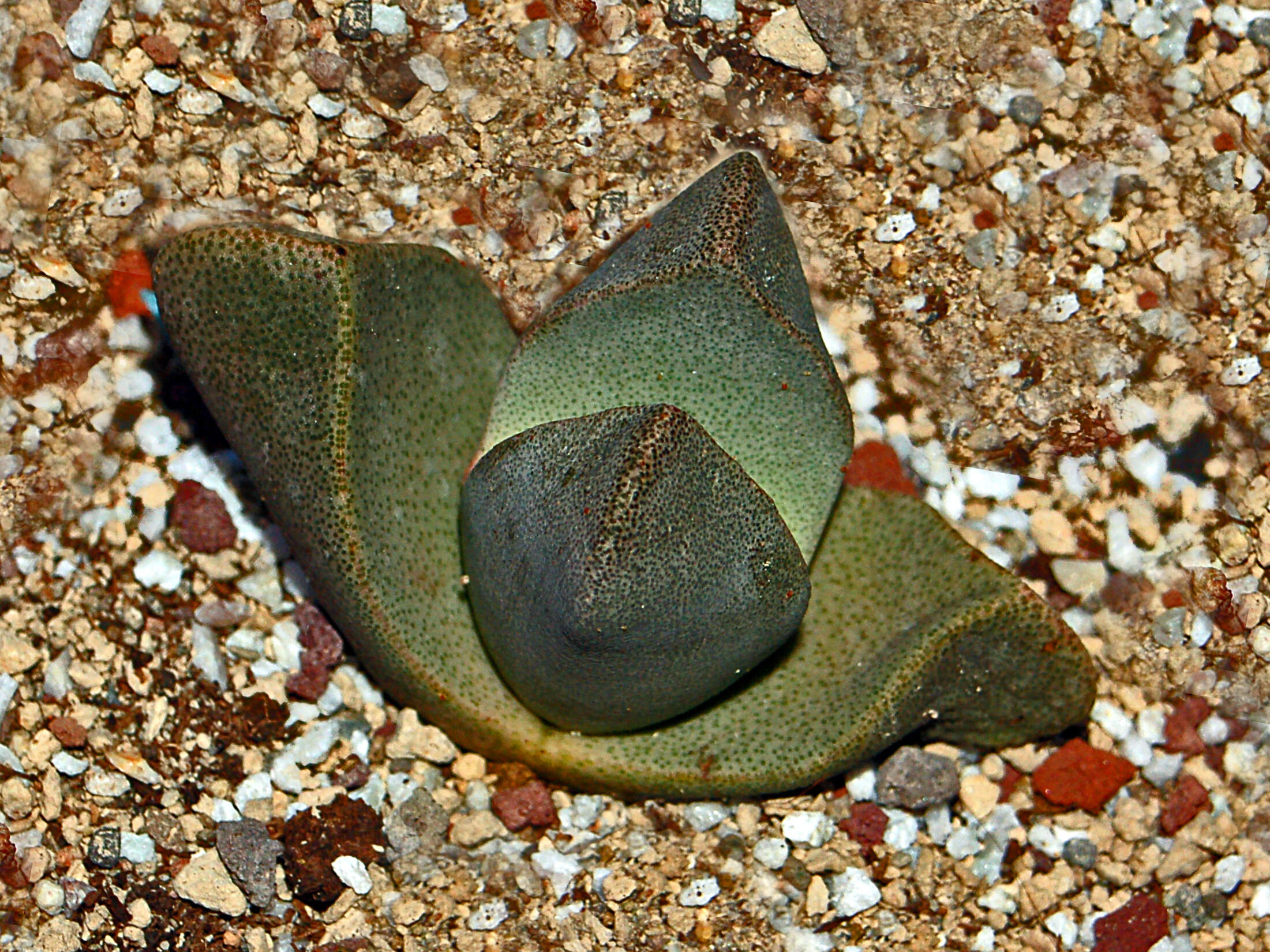 Image of Pleiospilos bolusii (Hook. fil.) N. E. Br.