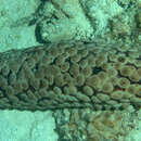 Image of Eostichopus arnesoni Cutress & Miller 1982