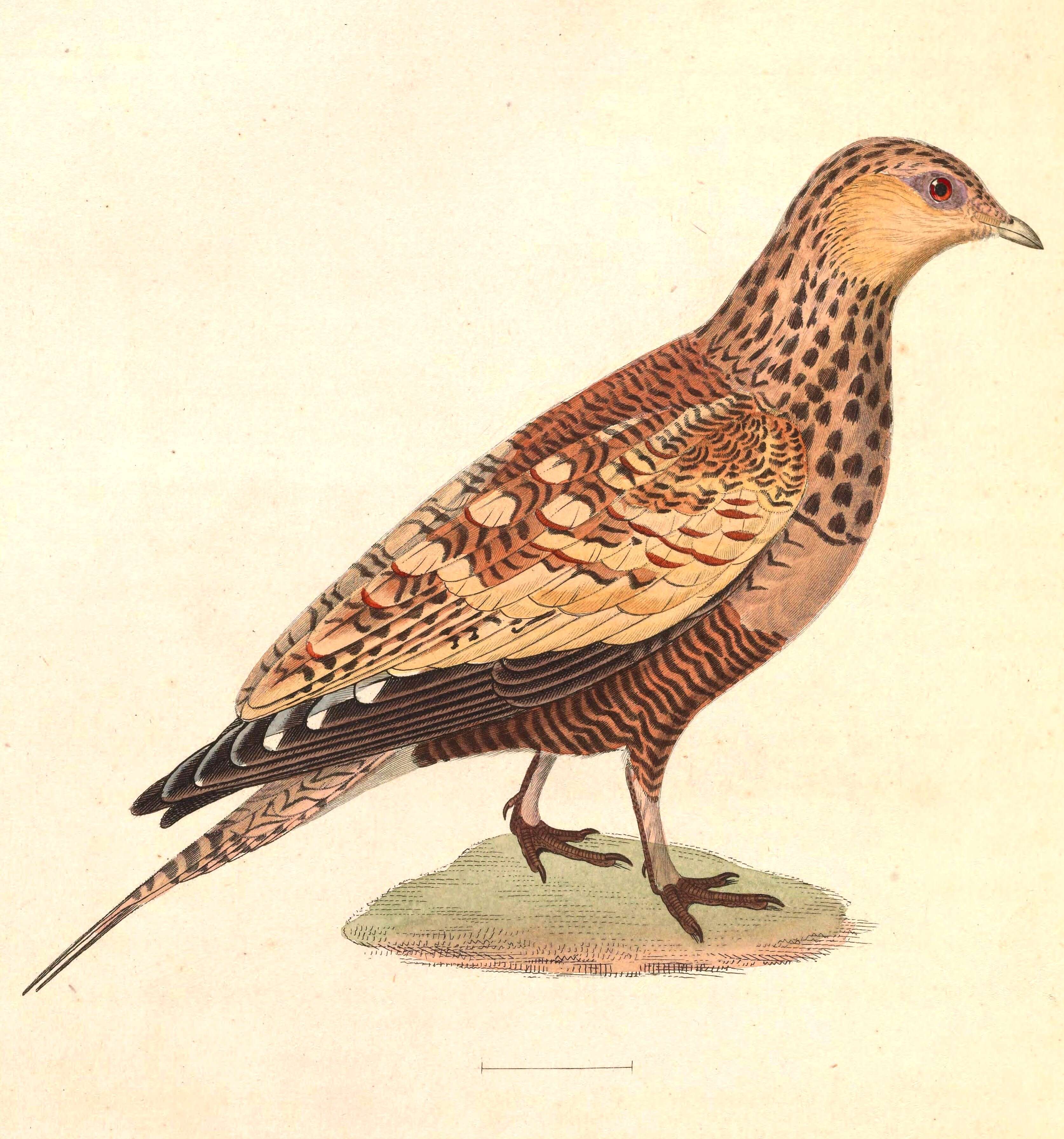 Image of Pterocles Temminck 1815