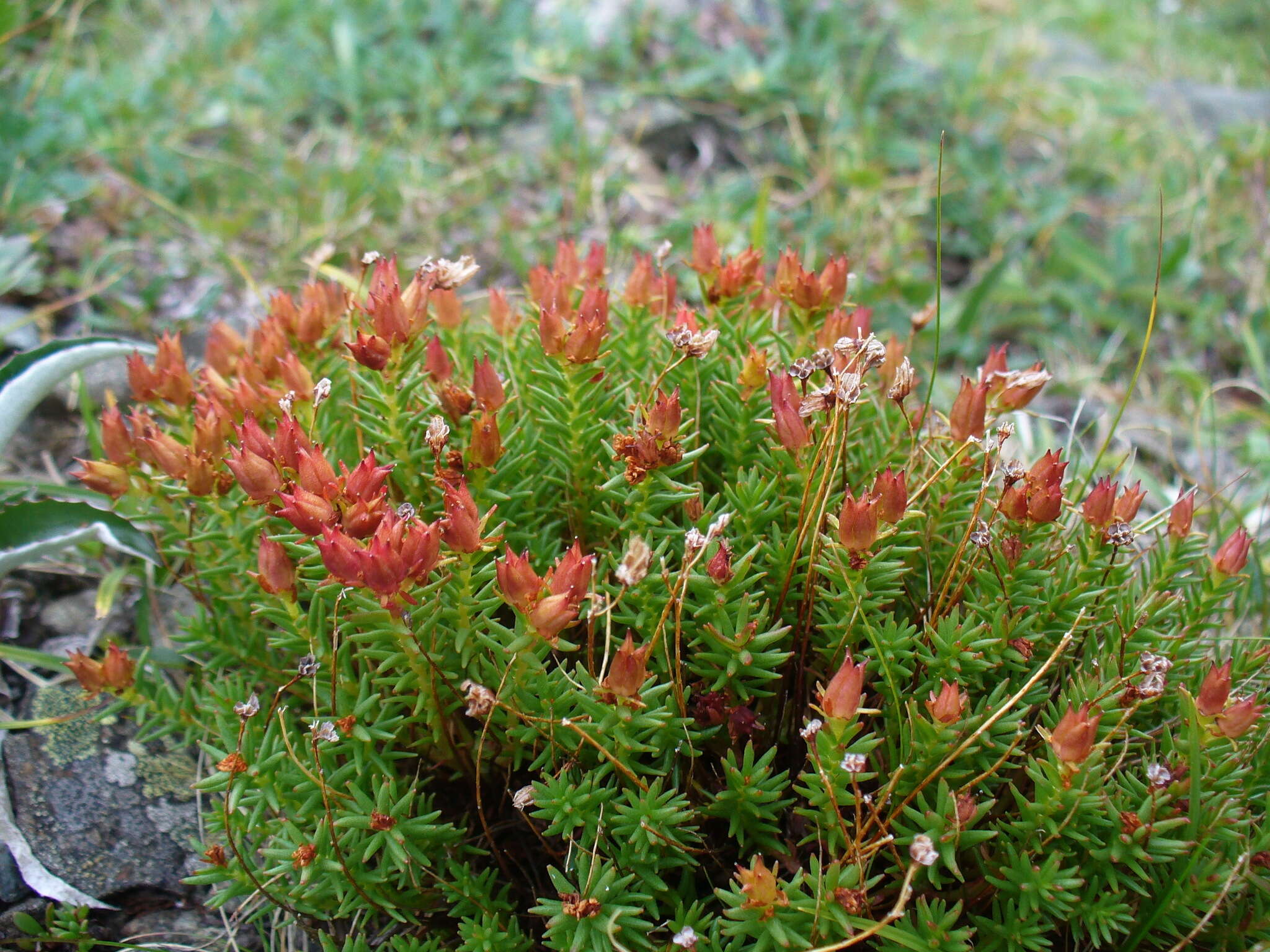 Image of Rhodiola quadrifida (Pallas) Fischer & Meyer