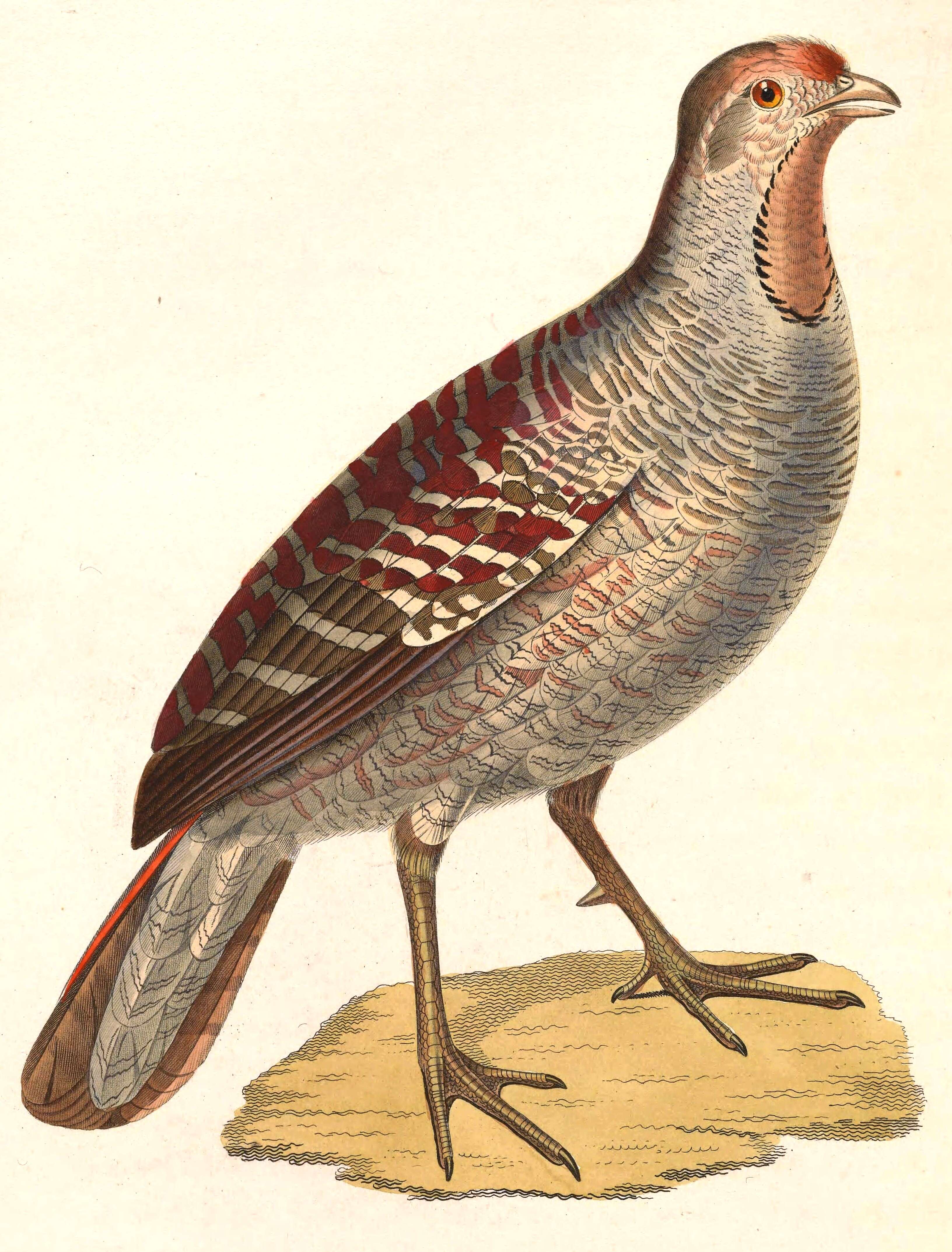 Image of Francolinus Stephens 1819