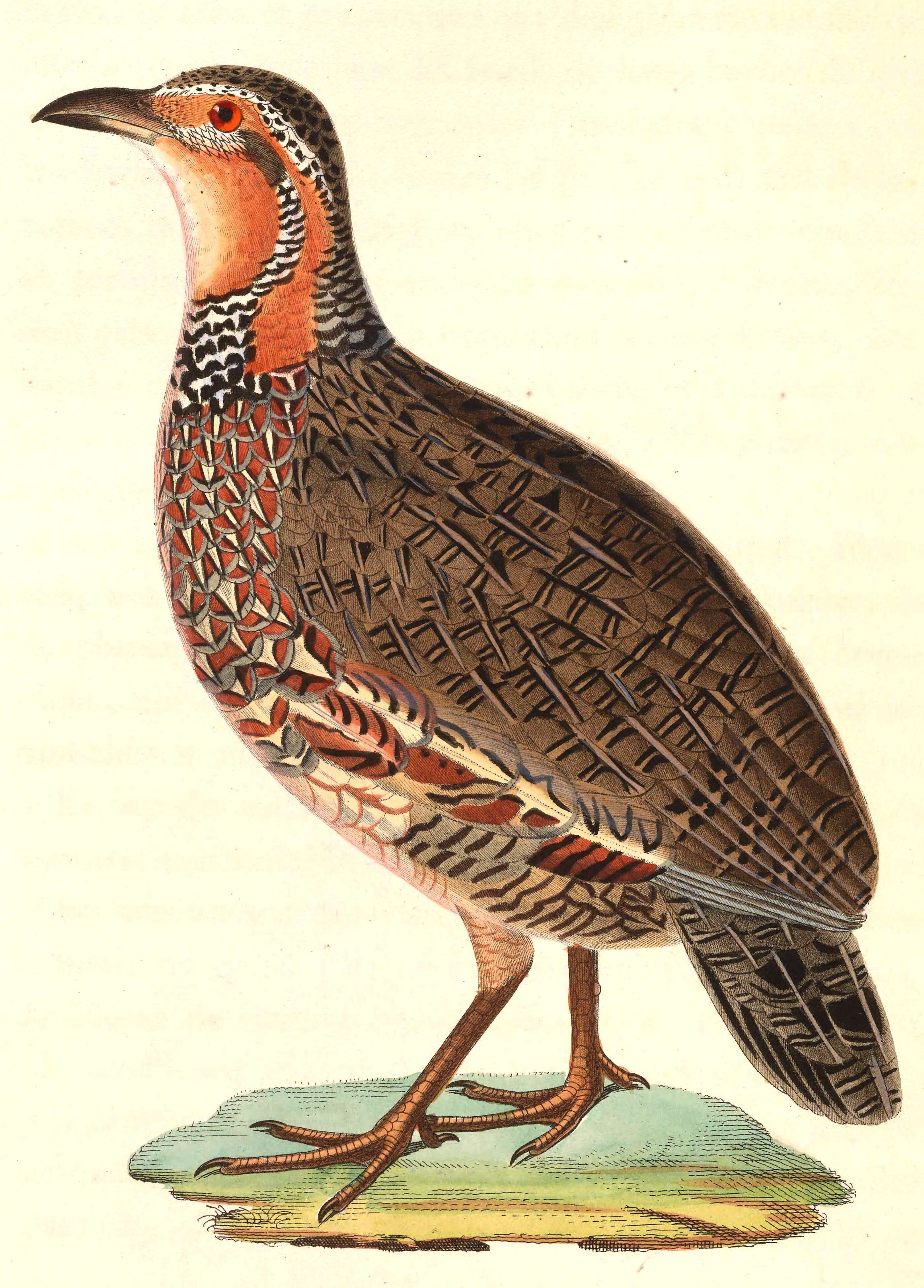 Image of Red-winged Francolin