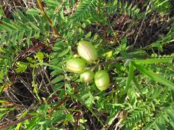 Sivun Astragalus crassicarpus var. trichocalyx (Nutt.) Barneby kuva