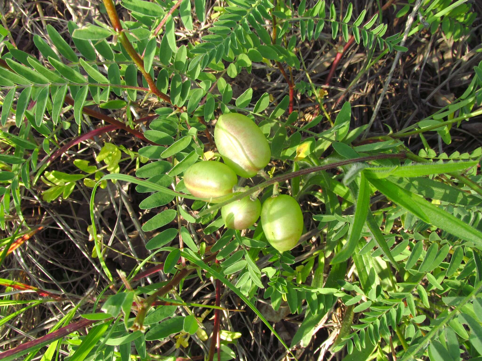 Sivun Astragalus crassicarpus var. trichocalyx (Nutt.) Barneby kuva