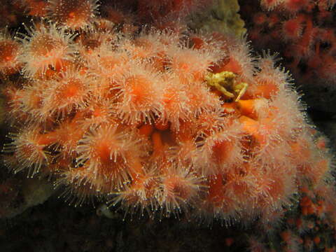 Image of Strawberry anemones