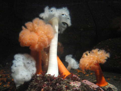 Image of giant plumed anemone