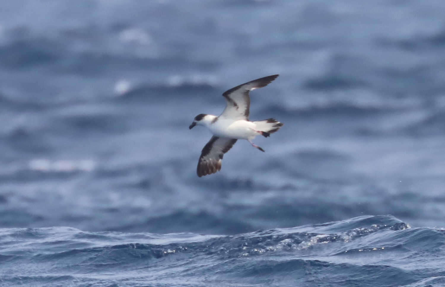 Image of Black-capped Petrel