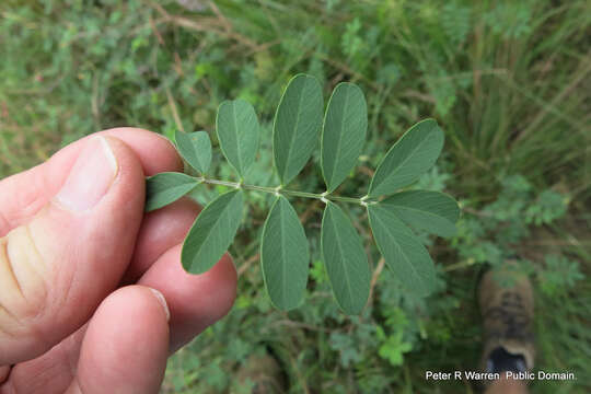 Image of Tephrosia grandiflora (Aiton) Pers.