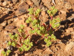 Image of Lastarriaea chilensis Remy