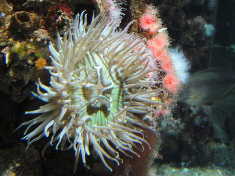 Image of Strawberry anemones