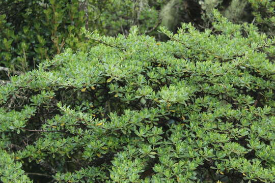 Image of Escallonia myrtilloides L. fil.