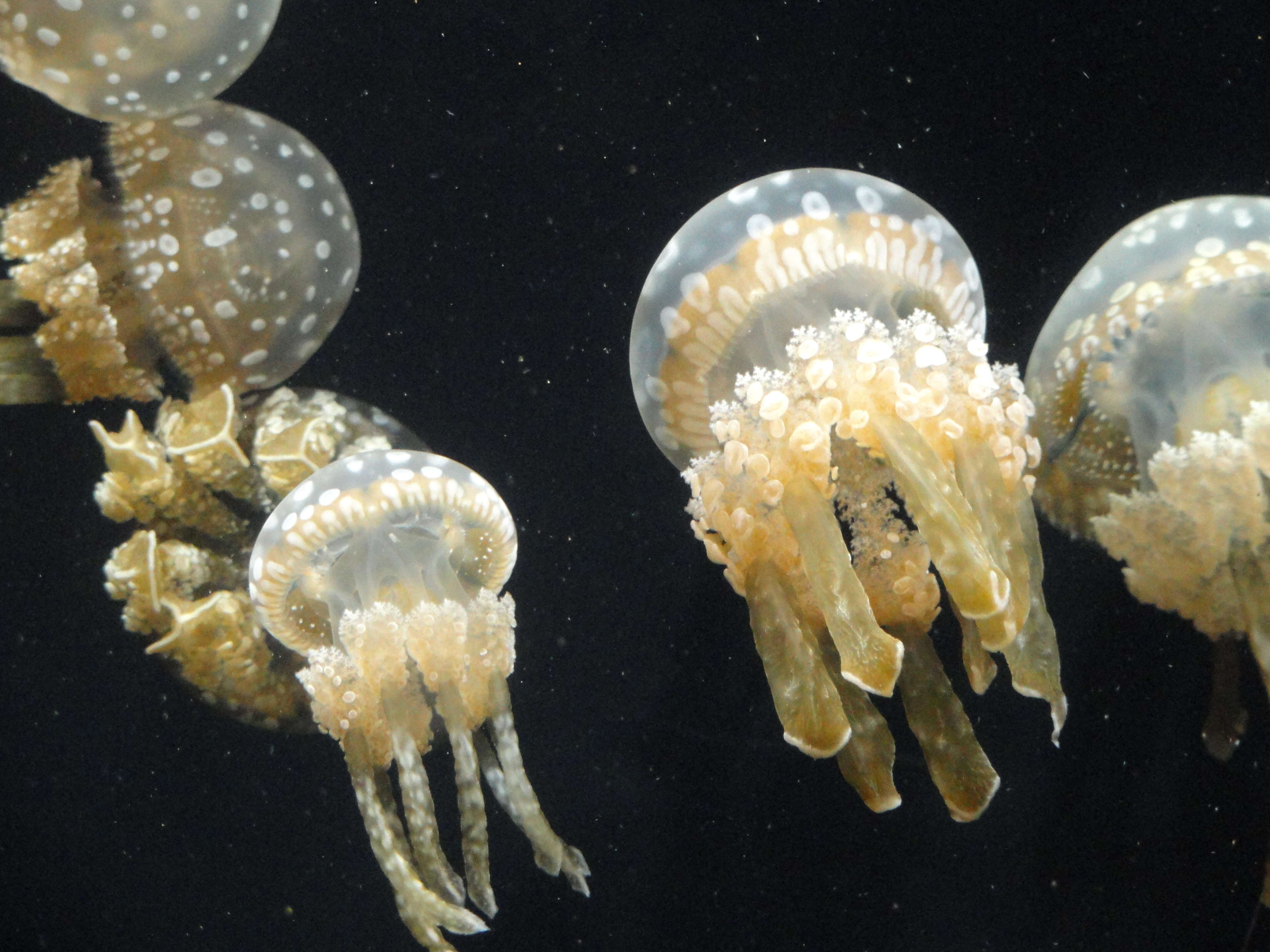 Image of Spotted jelly
