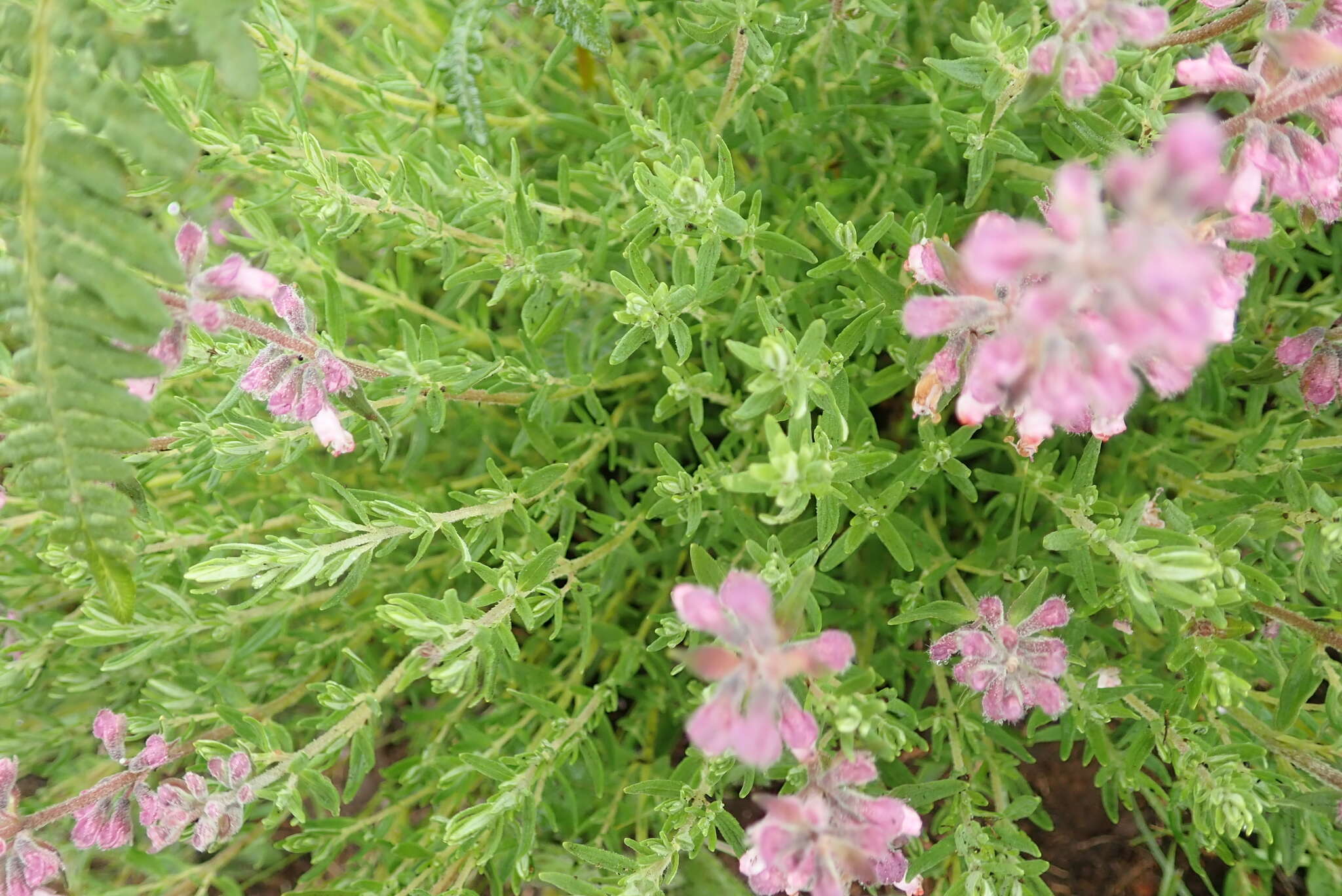 Image of Syncolostemon teucriifolius (Hochst.) D. F. Otieno