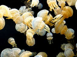 Image of Spotted jelly