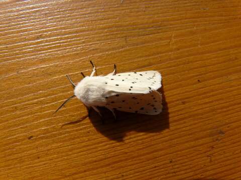 Image of white ermine