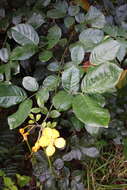 Senna latifolia (G. Mey.) H. S. Irwin & Barneby resmi