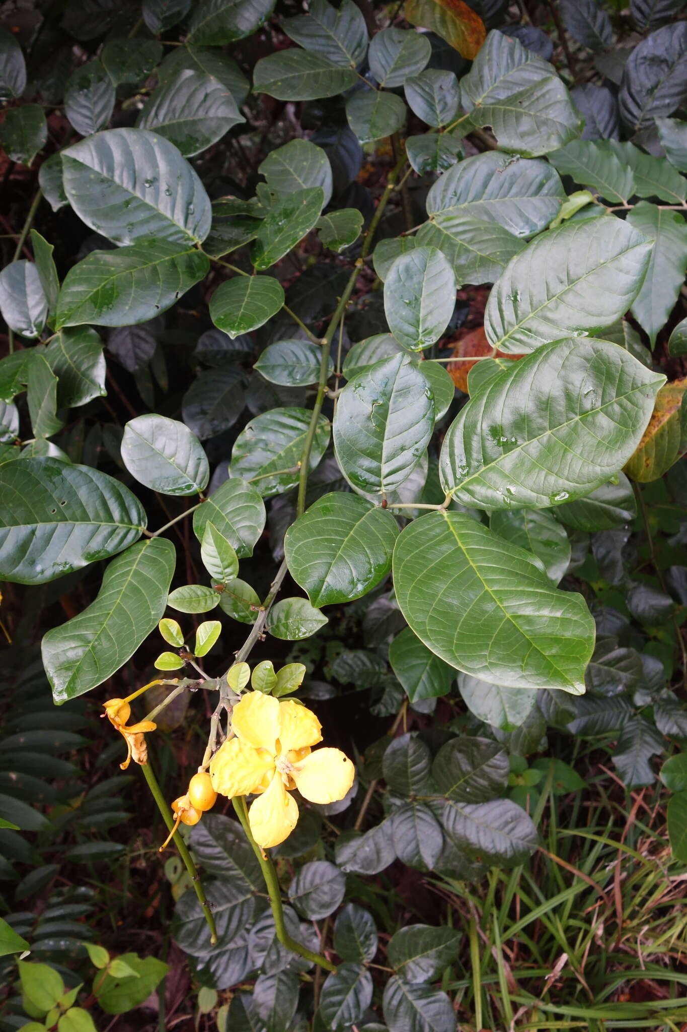 Image de Senna latifolia (G. Mey.) H. S. Irwin & Barneby