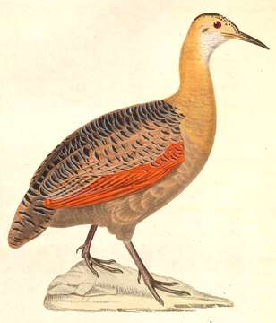 Image of Rhynchotus Spix 1825