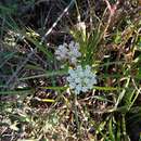 Plancia ëd Asclepias woodsoniana Standl. & Steyerm.