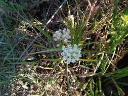 Plancia ëd Asclepias woodsoniana Standl. & Steyerm.