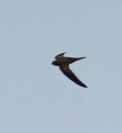 Image of swift, common swift