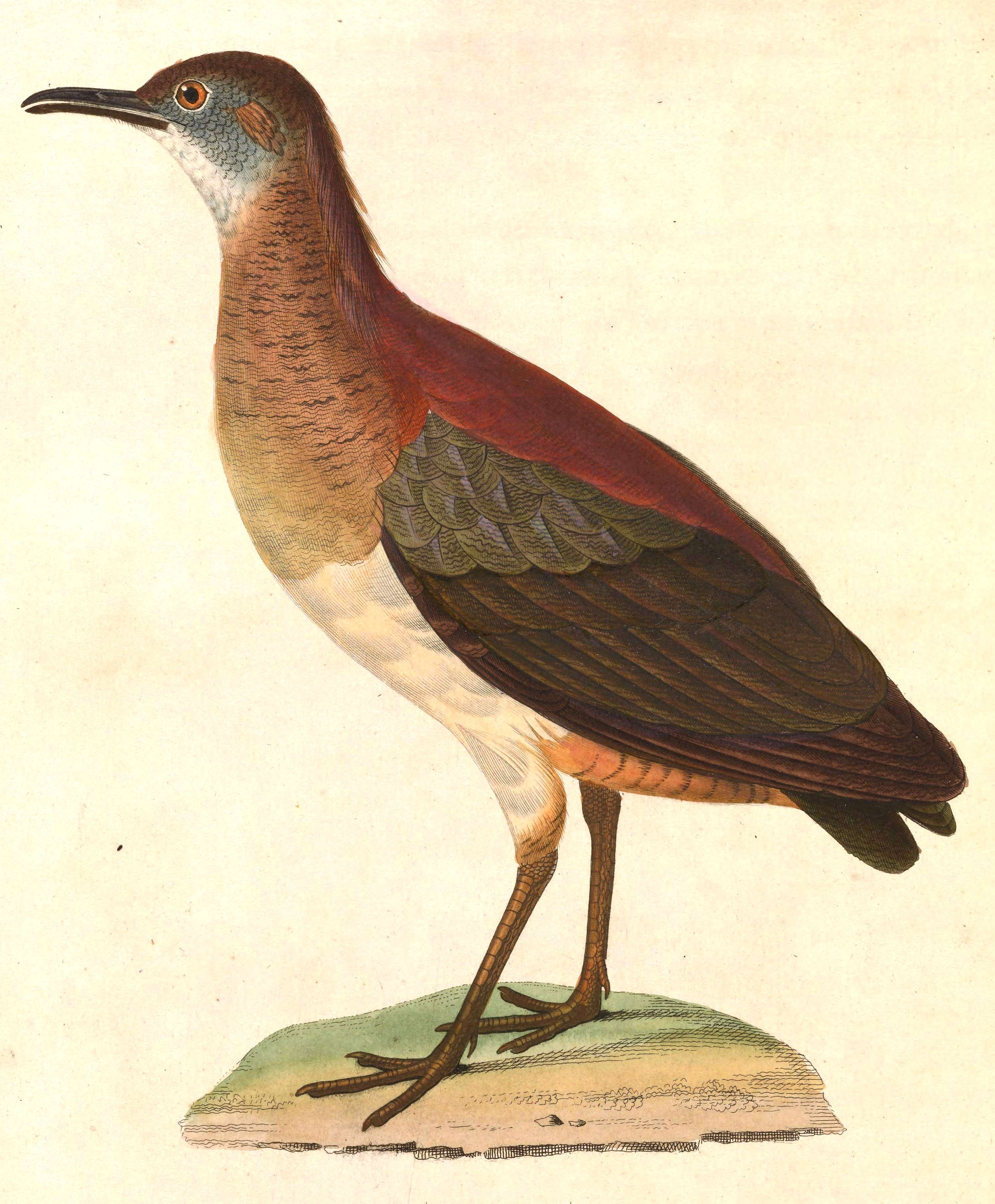 Plancia ëd Crypturellus undulatus (Temminck 1815)
