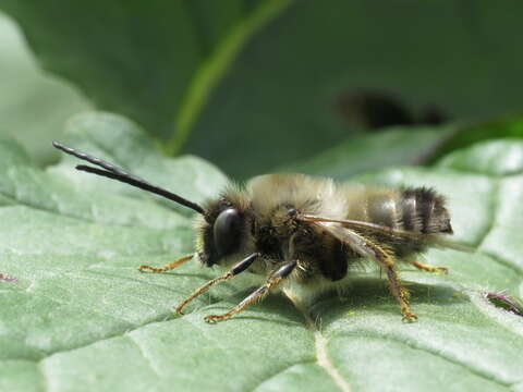 Image of Eucera nigrilabris Lepeletier 1841