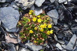 Image de Potentilla elegans Cham. & Schltdl.