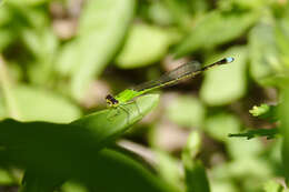 Image of Ischnura capreolus (Hagen 1861)