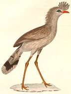 Image of Cariama Brisson 1760