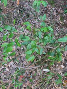 Image of Smilax glyciphylla Sm.