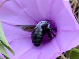 Image de Xylocopa abbotti (Cockerell 1909)