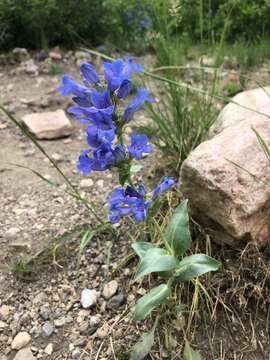 Image of Blue Penstemon