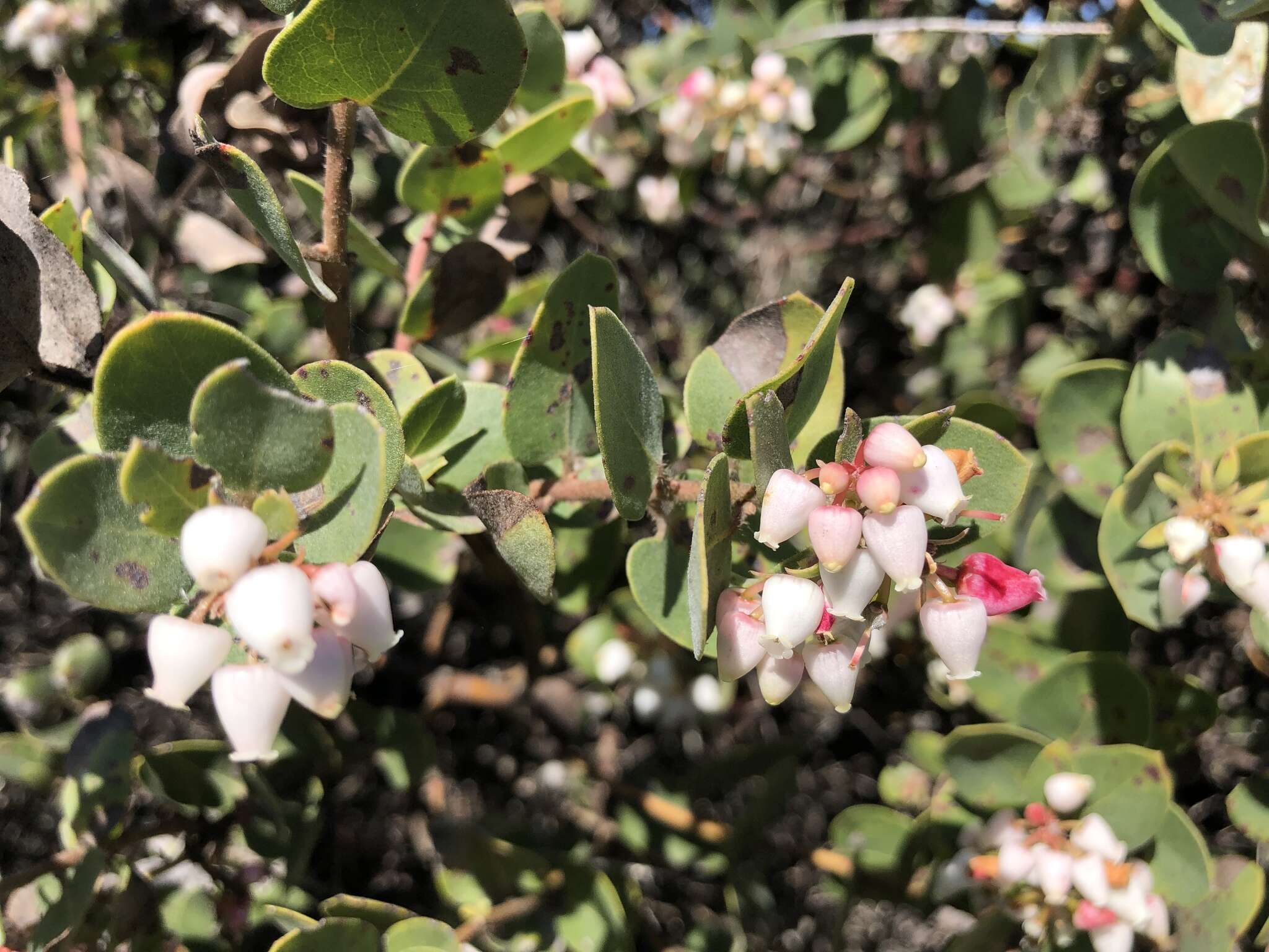 Plancia ëd Arctostaphylos morroensis Wiesl. & Schreiber