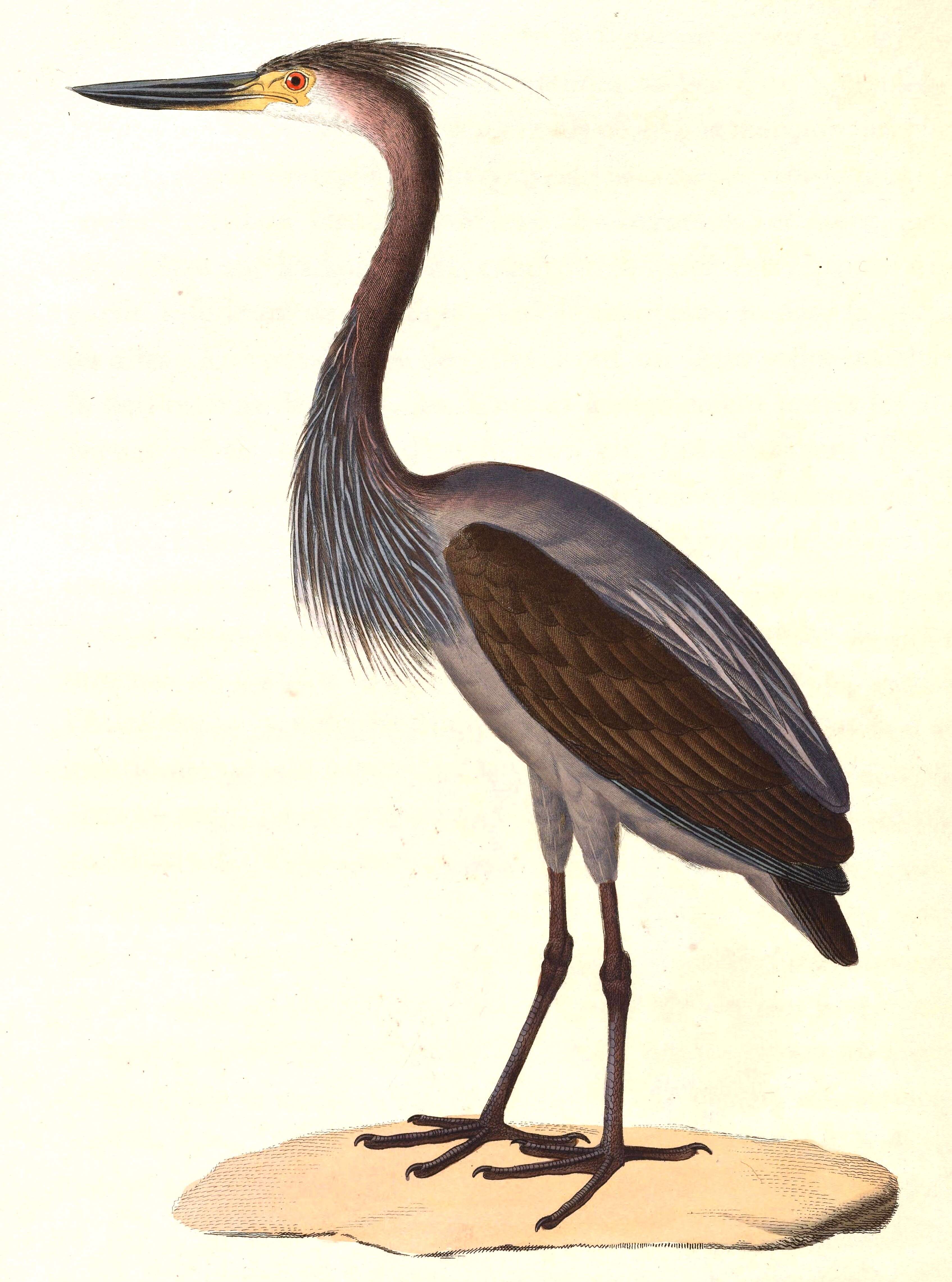 Image of herons and bitterns