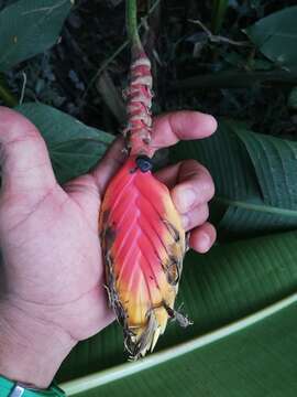 Image of Heliconia episcopalis Vell.