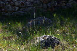 Image of Helictotrichon convolutum (C. Presl) Henrard