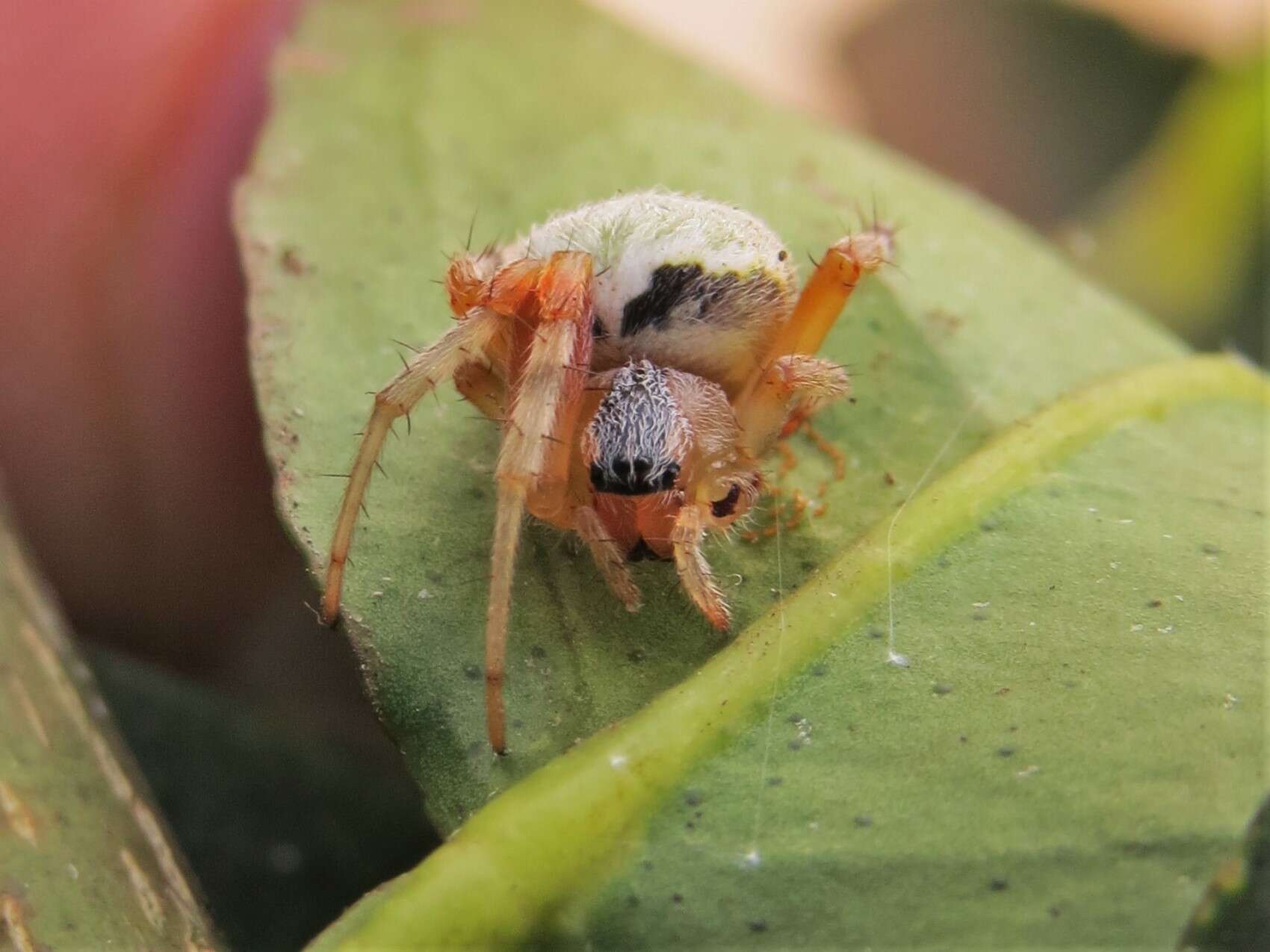 Araneus horizonte Levi 1991 resmi