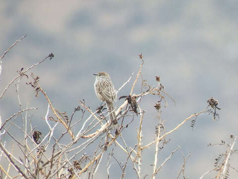 Image of Streak-backed Tit-Spinetail