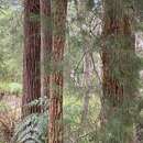 Image of Allocasuarina decussata (Benth.) L. A. S. Johnson